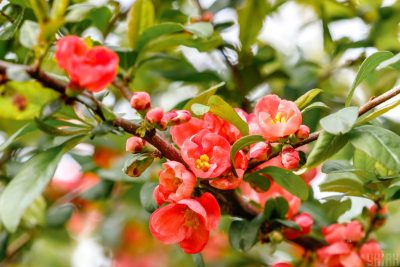 Чому 26 квітня не можна одягати сині речі: прикмети і що не можна робити