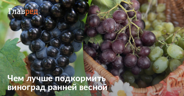 Как и когда удобрять виноград – простые советы для всех дачников - Главред
