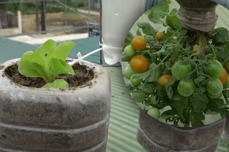 Досвідчені дачники ніколи не викидають пластикові пляшки: як їх застосувати з користю