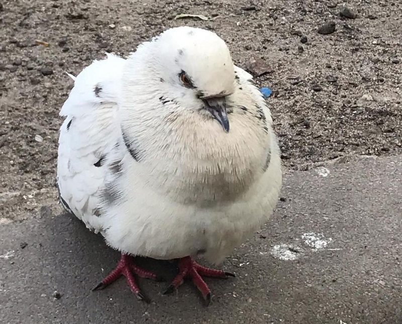 Почему голубь прилетел на балкон и что он предвещает
