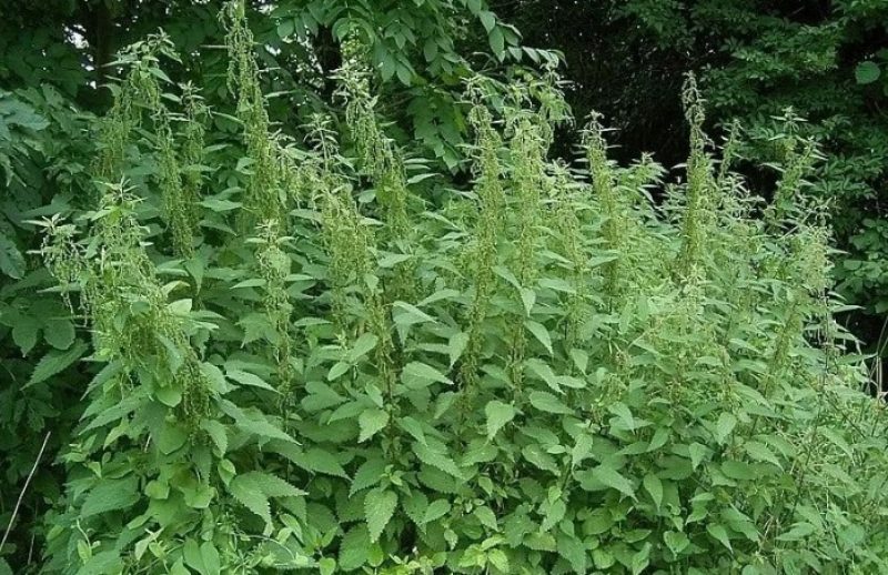 Знищити бур'ян "напалмом": як позбутися від кропиви назавжди