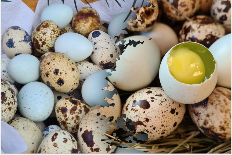 Многие хозяйки этого не знают: сколько времени и как варить перепелиные яйца