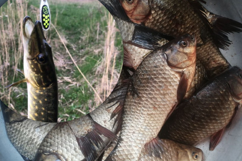 Улов забезпечений: як потрапити на скаженне клювання карася і щуки навесні
