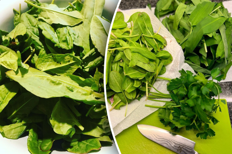 Как заготовить щавель на зиму: 3 лучших способа