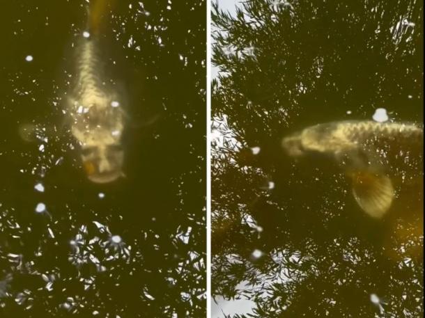 Комменты, Галкин