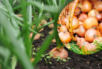 Як позбутися цибулевої мухи: способи, які допоможуть всім дачникам