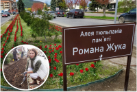 На згадку про героя у Мукачеві розцвіли 13 тисяч тюльпанів: зворушлива історія від дружини Романа Жука