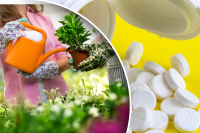 Чем поливать любые растения для пышного цветения: поможет дешевое средство из аптечки