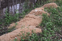 Макароны были везде: женщина нашла в лесу 200 кг готового блюда