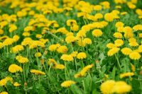 Як назавжди позбутися кульбаб: найкорисніші поради для садівників