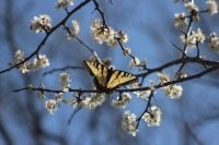 Що потрібно принести в будинок 11 травня, щоб моментально зникли неприємності: прикмети і заборони