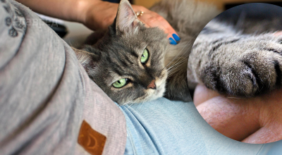 Чому кішка спить на людині Чому кішка спить на людині