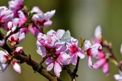 весна, прикмети