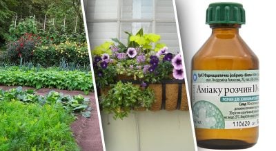 Настоянка творить чудеса: як правильно підгодовувати рослини нашатирним спиртом