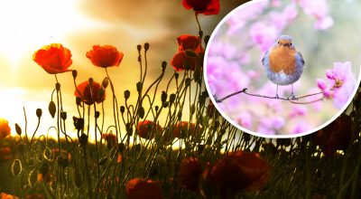 погода, погода в Україні