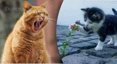 Почему у кошек 9 жизней: в чем секрет живучести животных