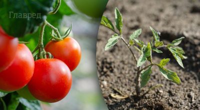 Что нельзя садить рядом с помидорами Что нельзя садить рядом с помидорами