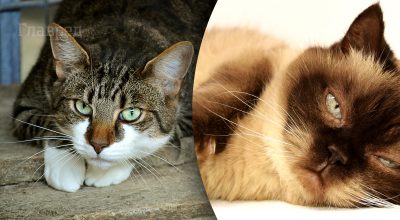 Як зрозуміти, що кішка хворіє: 4 ознаки, які не можна ігнорувати