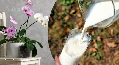 Безумно красивое цветение обеспечено: как подкормить орхидею молоком