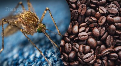 Самое эффективное средство от комаров дома: на случай, если нет фумигатора