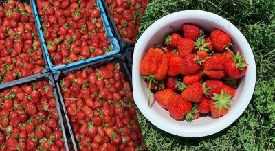 чем подкормить клубнику в начале июня чем подкормить клубнику в начале июня