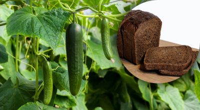 Огурцы вырастут в 2 раза быстрее: как приготовить подкормку из хлеба