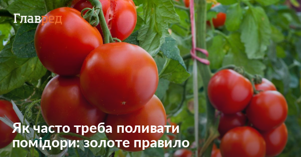 Особливості поливу томатів в умовах України