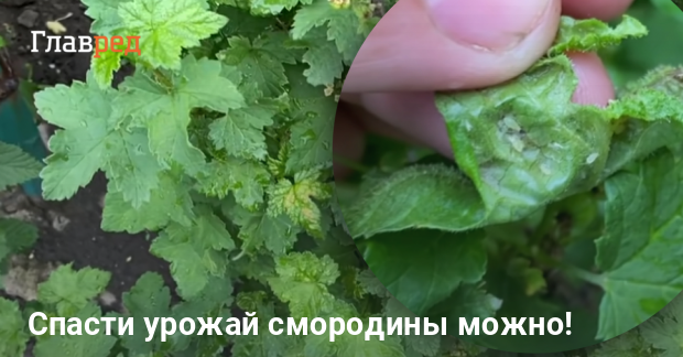 Как быстро избавиться от тли на смородине - Главред