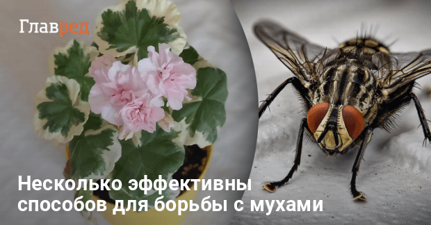 Самое эффективное лекарство для лечения пяточной шпоры. Эффективное лечение шпоры на пятках: лекартсва и народные средства Пяточная шпора. Народное лечение пяточной шпоры. | Пяточная шпора, Боль. ★ЛЕЧЕНИЕ ПЯТОК ЙОДОМ. Сетка из ЙОДА - отличное средство от ПЯТОЧНОЙ ШПОРЫ.