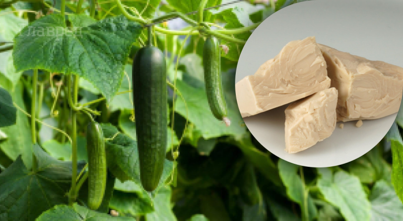 Чем поливать огурцы для хорошего урожая: домашнее удобрение, о котором вы не догадывались