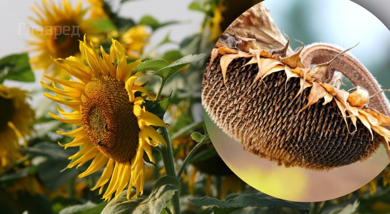 Как сеют подсолнухи профессионалы: 3 хитрости для суперского урожая