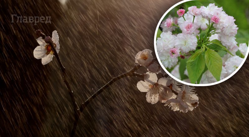 В Украине будут бушевать грозы и накроет сильная жарища: синоптики назвали даты