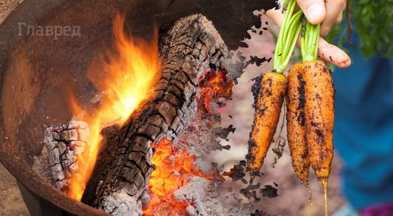 Чим підгодувати моркву, щоб вона була великою: 3 кращих добрива
