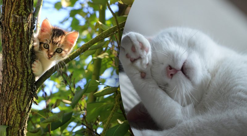 Что делать, если кошка хрипит и кашляет: возможные причины и последствия