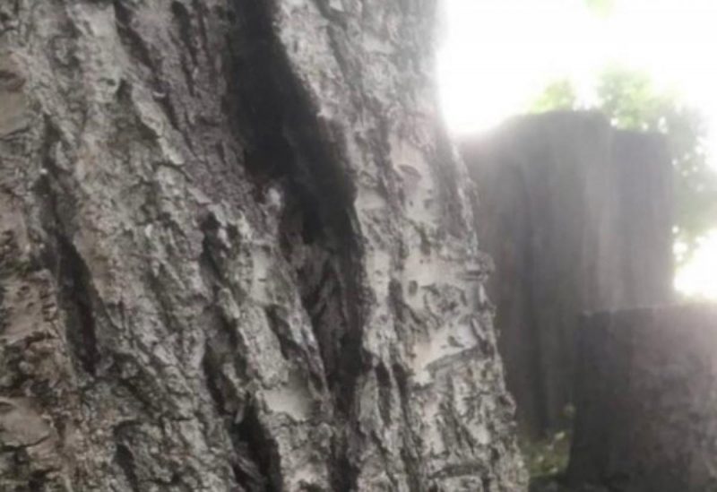 Что залить в пень, чтобы он сгнил: давно забытый, но очень хороший способ