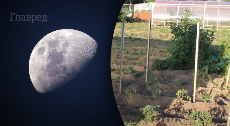 2 дня, когда лучше не выходить на огород: лунный посевной календарь на июнь