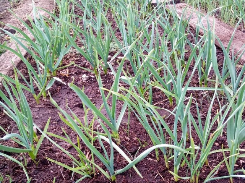 Когда и как удалять стрелки у чеснока: секрет опытных дачников сразит наповал