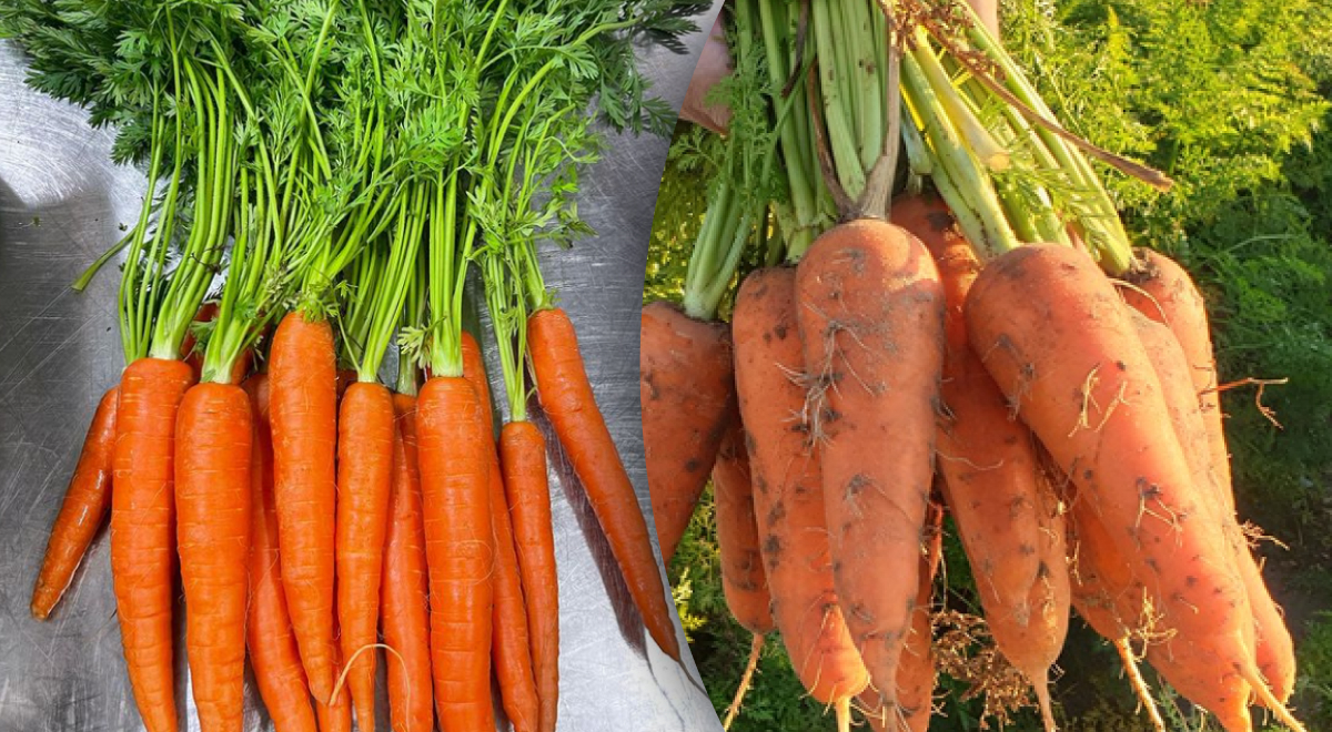 Як підживити моркву: найкращі методи та підказки