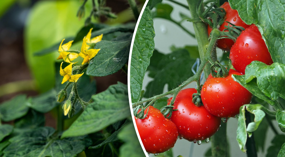 Що потрібно томатам під час цвітіння?