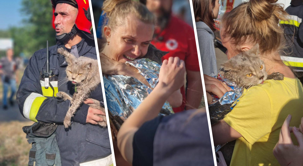В Киеве спасли двух котов 