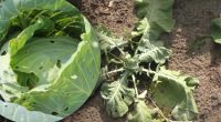Вянет и вся в дырках: как спасти урожай капусты