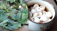 Які рослини обожнюють яєчну шкаралупу, а для яких вона вирок