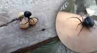 Лучше обходить стороной: 5 самых опасных пауков, которые водятся в Украине