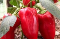 Як отримати хороший урожай солодкого перцю: прості поради для кожного дачника