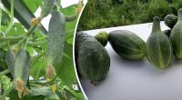 Не бояться ні спеки, ні холоду: найкращі сорти огірків здивують рекордним урожаєм