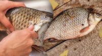 Как за 20 секунд почистить карася от чешуи и не испачкать кухню: безумные фокусы