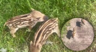 Звезд TikTok "боевых" кабанчиков Тишу и Тошу отправили в харьковский экопарк