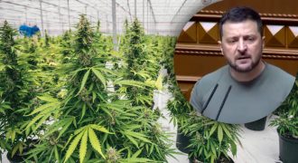 Зеленский неожиданно мокнул Раду каннабисом: "Легализуйте наконец-то!"