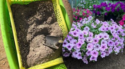 Чим удобрити петунію Чим удобрити петунію