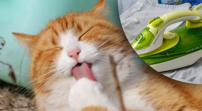 Кошка Кошка